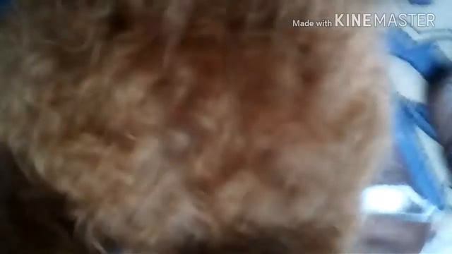 Первый блоггер Пудель Той смотреть онлайн