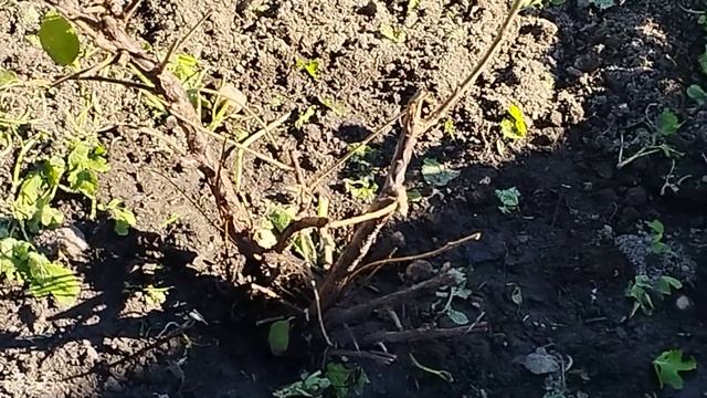 Посадите войлочную вишню! смотреть онлайн