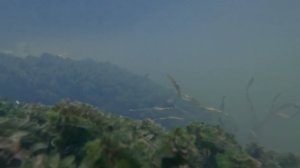 Река Хворостань глазами аквариумиста Почепское 12.06.2024 Водные растения: Элодея канадская