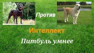 Питбуль VS Алабай | КТО СИЛЬНЕЕ?
