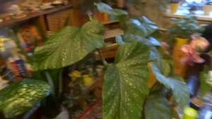 комнатные растения с мусорки