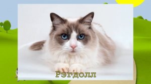 15 скрещиваний кошек разных пород. #часть 1