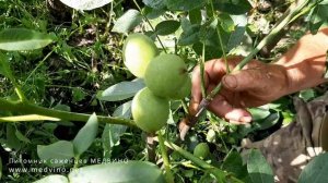 Орехи Идеал и Кочерженко