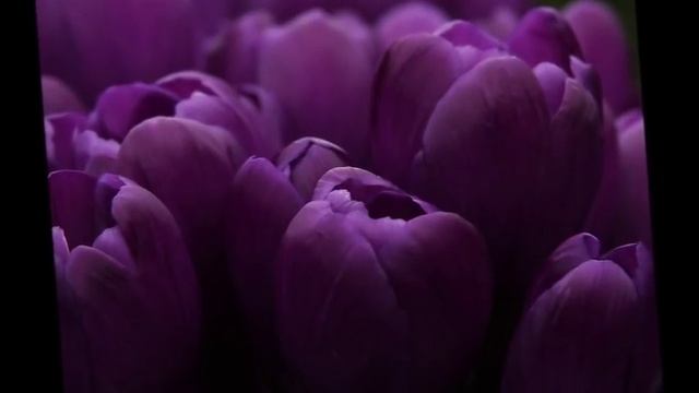 МУЗЫКА ЦВЕТОВ - САКСОФОН. смотреть онлайн