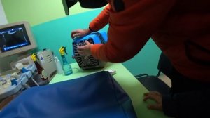 Кошка беременная? Будут ли котята? Едем в больницу!