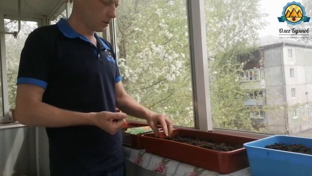 Как быстро посадить кресс - салат, щавель, мелиссу смотреть онлайн