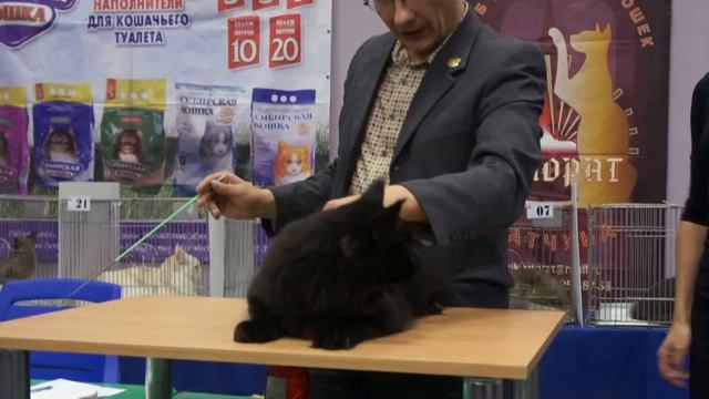 Бебисалон 19.09.2015 черный мейн кун Франт смотреть онлайн