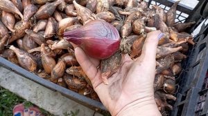 Время собирать лук, семейный лук #урожайсемейныйлук