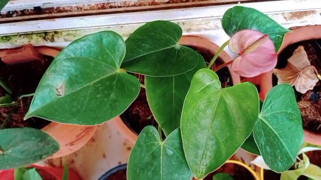 Anthurium Plant Care in MalayalamIndoor plantsAnthurium VarietiesBeautiful Flemingo Flowers