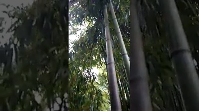 Абхазия, ботанический сад в Сухум