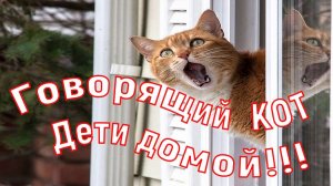 Говорящий кот. Что рассказал кот. История из жизни