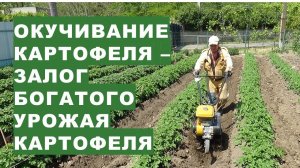 Окучивание картофеля - залог богатого урожая картофеля Самое сложное окучивание картошки весной 2023