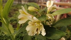 АЛЬСТРОМЕРИЯ. Посадка
