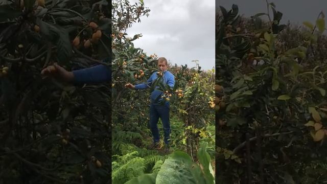 Олег Зубков собирает урожай на своей фазенде ! Португалия ,Азорские острова !