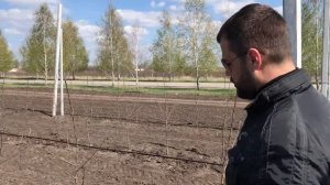 Посадка саженцев яблони. Инструкция. Обрезка после посадки. Профессиональный яблоневый садМ9