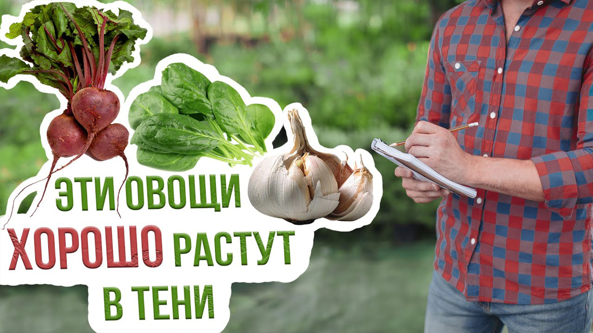 Что посадить в тени из овощей. Что растет в тени на огороде. Какие овощи растут в тени на огороде. Овощи хорошо растущие в тени. Какая культура любит тень на огороде.