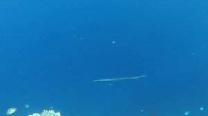 ЕГИПЕТ| Подводный мир Красного моря. Рыба флейта/ свистулька /флейторыл/  Cornetfish
