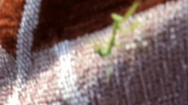 Богомол маскируется! смотреть онлайн