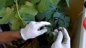 Капельный полив на балконе собираем своими руками