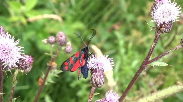 Altı Benekli Güve - Zygaena filipendulae смотреть онлайн