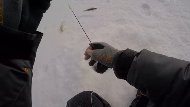 ЖИРНАЯ СОРОГА РВЕТ ЛЕСКИ! Благородная плотва! Весенняя рыбалка на мормышку смотреть онлайн