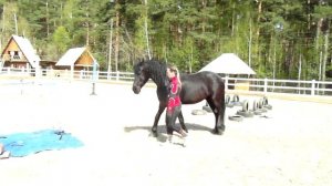 Как заездить  молодую лошадь. Как приучить лошадь к себе.