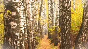 Cемиструнная гитара Разбор аккомпанемента к романсу "Отговорила роща золотая" Модуляция.