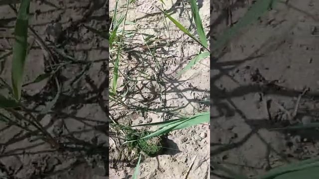 Рыбалка на личинку майского жука. смотреть онлайн