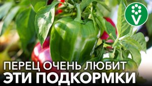 ГЛАВНЫЕ ПОДКОРМКИ ПЕРЦА ДЛЯ РОСТА И УРОЖАЯ! Чем подкормить перец, чтобы он рос крепким и урожайным?