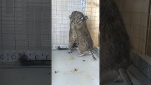 Дегу дерутся