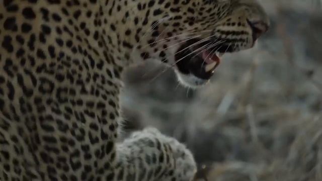 АНАКОНДА VS ПИТОН. КТО КРУЧЕ ????))))))))))))))) смотреть онлайн