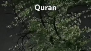 surh 3_Ayat 8/14 Al Imran Quran with urdu hindi translation