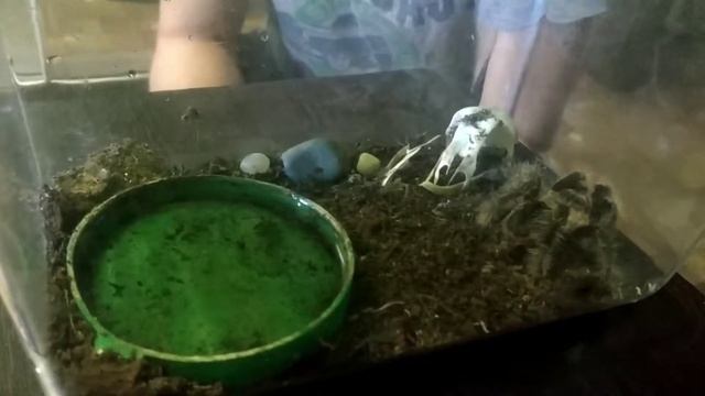 Тарантул. Время кормления смотреть онлайн