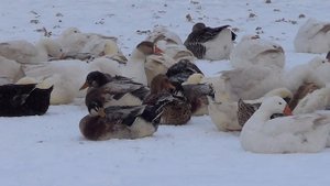 Как выбрать гусей , уток на племя . что нужно знать- Лпх Дом Велеса - жизнь за городом