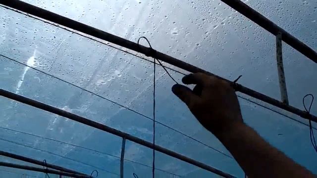 Уборка высокорослых помидор из теплиц смотреть онлайн