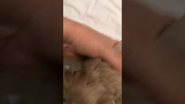 Малыши мальтипу,1 месяц