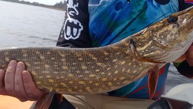 ОГРОМНЫЕ ЩУКИ И СУДАКИ! Отличное открытие спиннингового сезона! смотреть онлайн