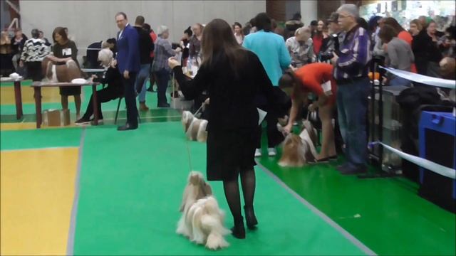 Монопородная выставка ши тцу кобели смотреть онлайн