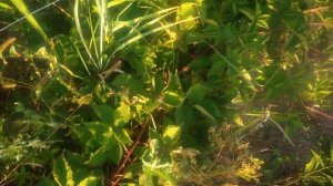 Летняя обрезка ежевики Лох Тей.Что обрезать,а что оставить