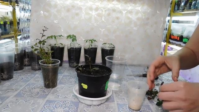 ???ВЫРАЩИВАЕМ ЛОБЕЛИЮ ЗА МЕСЯЦ !!! ЭТО УДИВИТ ВАС ! БЫСТРАЯ РАССАДА