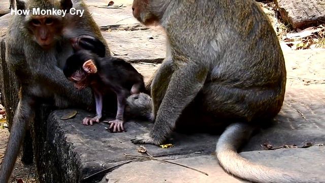 MG! Look So Hard,Monkey Dee Dee Grooming On Baby Mia Head Seriously Until Mouth Hit With Ground
