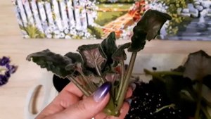 Спасаем фиалку сорта НК - Лилон Лила.