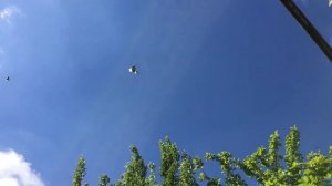 Используем крапиву для купания голубей. Крапива как источник витаминов для голубей.