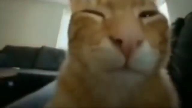 КОТ СМОТРИТ В КАМЕРУ смотреть онлайн