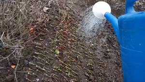 ?Обработка черенков роз от гнили и плесени.