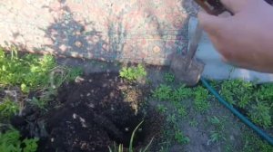 Как можно исправить семью трутовку.
