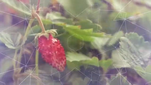 ?Твой любимый Лес