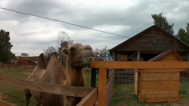 Обязательно посетите этот зоопарк! Контактный зоопарк "Коприно" и его обитатели смотреть онлайн