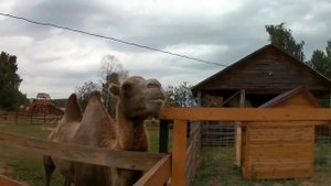 Обязательно посетите этот зоопарк! Контактный зоопарк "Коприно" и его обитатели