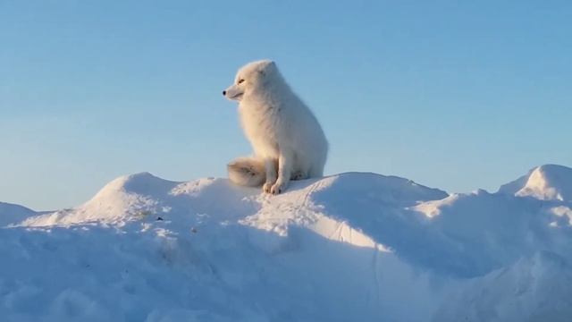 Ямал! Бованенково! Песец! смотреть онлайн